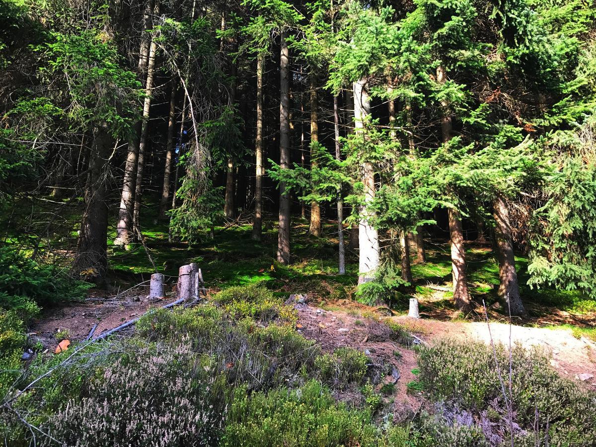 Appartamento Henne Hahnenklee Goslar Esterno foto